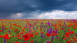 Video: field of flowers and the cloudy sky field of flowers and the cloudy sky