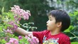 Boy exploring outdoors bush of roses on a summer day
