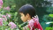 Boy exploring outdoors bush of roses on a summer day