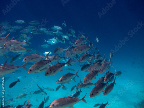 Photo: School of fish School of fish
