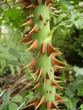 Rose stem showing many sharp red thorns