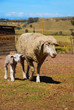 Lamb with sheep