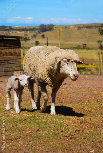 Photo: Lamb with sheep Lamb with sheep