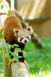 Red panda