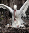 storks