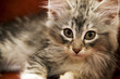 Norwegian Forest Cat