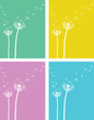 Pusteblume Löwenzahn