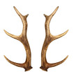 Two deer horns isolated