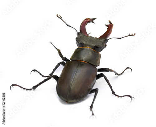 Photo: beetle beetle