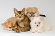 Cat and puppy  in studio