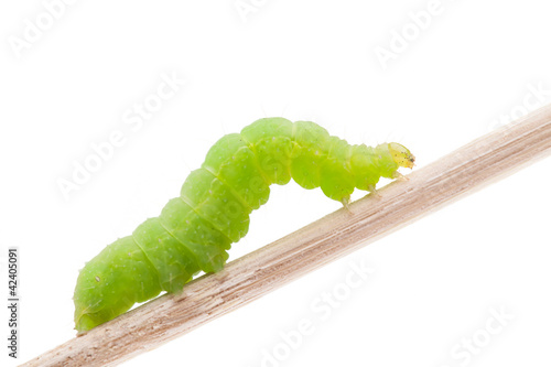 Photo: Dicke grüne Raupe auf Stengel Dicke grüne Raupe auf Stengel