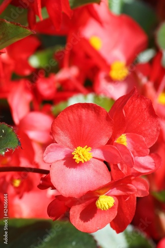 Photo: begonietta begonietta
