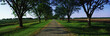 Photo: This is the Boone Hall Plantation. The trees are live oaks and Spanish moss. (Ouercusvirginia) They were planted in 1741. The small gravel road is travels through the center of the trees. This is the Boone Hall Plantation. The trees are live oaks and Spanish moss. (Ouercusvirginia) They were planted in 1741. The small gravel road is travels through the center of the trees.