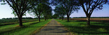 Photo: This is the Boone Hall Plantation. The trees are live oaks and Spanish moss. (Ouercusvirginia) They were planted in 1741. The small gravel road is travels through the center of the trees. This is the Boone Hall Plantation. The trees are live oaks and Spanish moss. (Ouercusvirginia) They were planted in 1741. The small gravel road is travels through the center of the trees.
