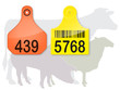 Ear Tags & Farm Animals