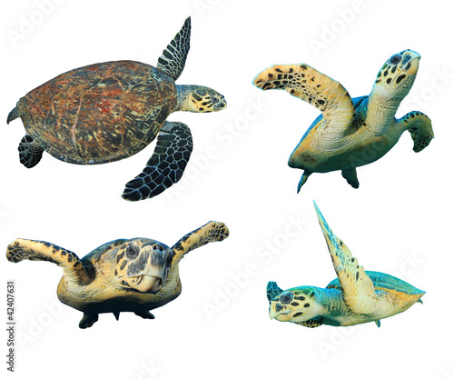 Photo: Hawksbill Sea Turtles isolated on white Hawksbill Sea Turtles isolated on white