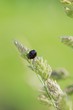Photo: ナミテントウ ‐Harmonia axyridis‐ ナミテントウ ‐Harmonia axyridis‐