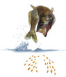 jumping out for fish zander