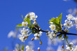Photo: Cherry tree blossom Cherry tree blossom