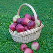 Äpfel im Korb