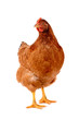 Foto: Brown hen isolated on white. Brown hen isolated on white.