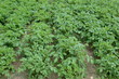Foto: Kartoffelacker Kartoffelacker