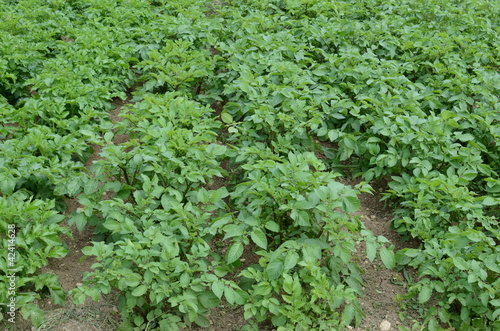 Foto: Kartoffelacker Kartoffelacker
