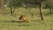 Wild male lion yawning