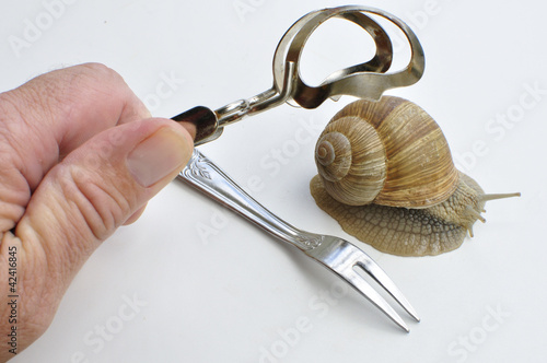 Photo: Dégustation d'escargot Dégustation d'escargot