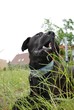 Schwarzer Hund