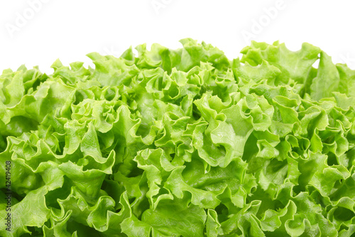 Photo: Green salad border on white, clipping path included Green salad border on white, clipping path included