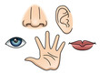 5 Senses
