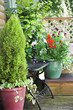 Foto: Summer potted flowers on decking patio Summer potted flowers on decking patio