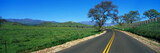 Photo: This is a road in spring in the Santa Ynez Mountains,. There are oak trees surrounding the road and a green field. This is a road in spring in the Santa Ynez Mountains,. There are oak trees surrounding the road and a green field.