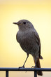 Hausrotschwanz (Phoenicurus ochruros)