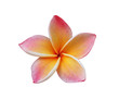 Photo: Frangipani, Pumeria flower isolated on white Frangipani, Pumeria flower isolated on white