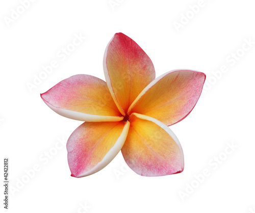 Photo: Frangipani, Pumeria flower isolated on white Frangipani, Pumeria flower isolated on white