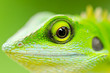 Close up green lizard