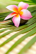 Beautiful frangipani