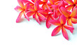 Plumeria