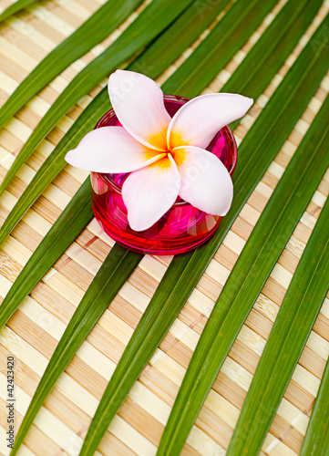 Photo: Plumeria and green leaf Plumeria and green leaf