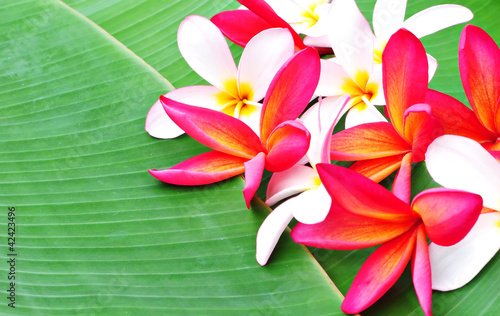 Photo: Plumeria on banana leaf Plumeria on banana leaf