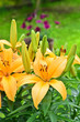 Yellow Lily's in the garden, Lilium
