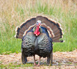 Turkey Tom