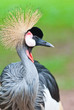 Photo: Grey Crowned Crane (Balearica regulorum) Grey Crowned Crane (Balearica regulorum)