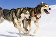 sportive dogs