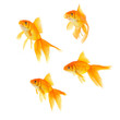Foto: Goldfish Goldfish