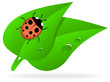 Ladybug on green leaf