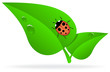 Ladybug on green leaf