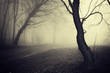 old looking photo of a path through a forest with fog at morning